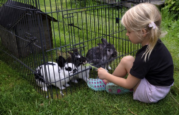Girl, 4 years, blonde, feeds three rabbits with dandelion, rabbit hutch, animal love, Seeg, Ostallgäu, Allgäu, Swabia, Bavaria, Germany