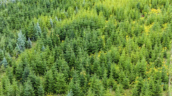 Christmas tree plantation in summer. Christmas trees grow in a coniferous forest for the coming season. Drone photo. Östringen, Baden-Württemberg, Germany