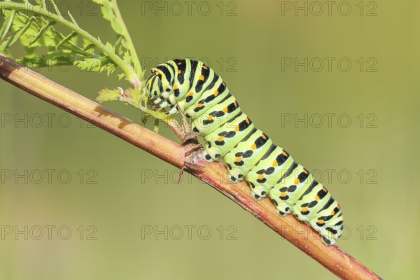 Swallowtail caterpillar (Papilio machaon), caterpillar sitting on Wild carrot (Daucus carota), Trupbacher Heide nature reserve with heathland and nutrient-poor grassland, Siegerland, North Rhine-Westphalia, Germany