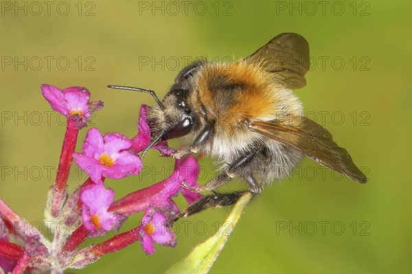 Field bumblebee (Bombus pascuorum), sucking nectar on summer lilac (Buddleja davidii), butterfly bush, in a natural environment in the wild, wildlife, nature photo, insects, bumblebees, Siegerland, North Rhine-Westphalia, Germany