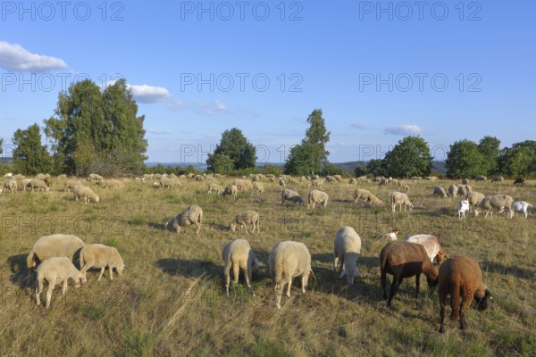 Landscape conservation with sheep and goats in the Truppacher Heide, Trupbacher Heide nature reserve with heathland and rough grassland, Siegerland, North Rhine-Westphalia, Germany