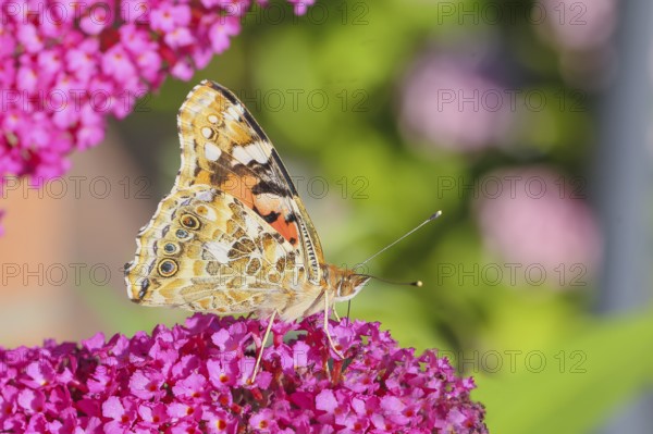 Thistle butterfly (Vanessa cardui) underside, sucking nectar on summer lilac (Buddleja davidii), butterfly bush, in a natural environment in the wild, wildlife, insects, butterflies, butterflies, Siegerland, North Rhine-Westphalia, Germany