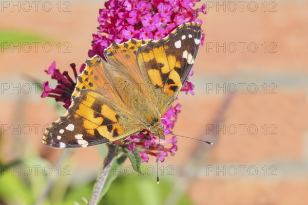 Thistle butterfly (Vanessa cardui) sucking nectar on butterfly bush (Buddleja davidii), butterfly bush, in a natural environment in the wild, wildlife, insects, butterflies, butterflies, Siegerland, North Rhine-Westphalia, Germany