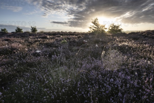 Spider's web in heathland at sunrise, Emsland, Lower Saxony, Germany