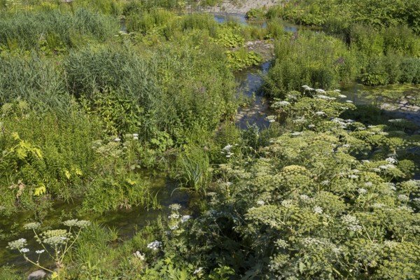 Saarn-Mendener Ruhraue, nature reserve, Mülheim an der Ruhr, Rurgebiet, North Rhine-Westphalia, Germany