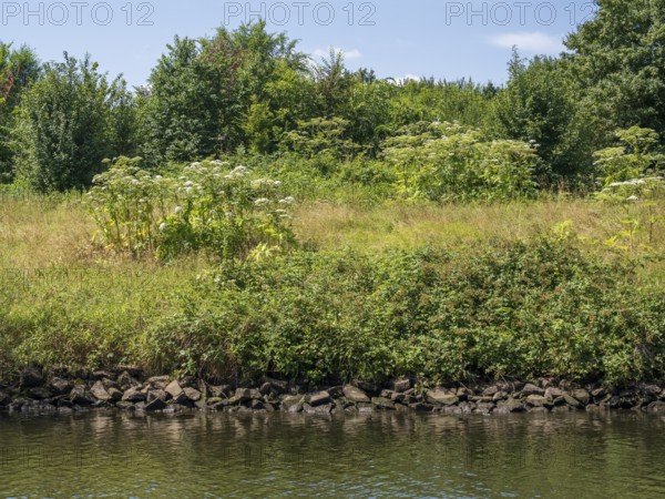 Nature on the banks of the Ruhr, giant hogweed (Heracleum mantegazzianum), Mülheim an der Ruhr, Rur region, North Rhine-Westphalia, Germany