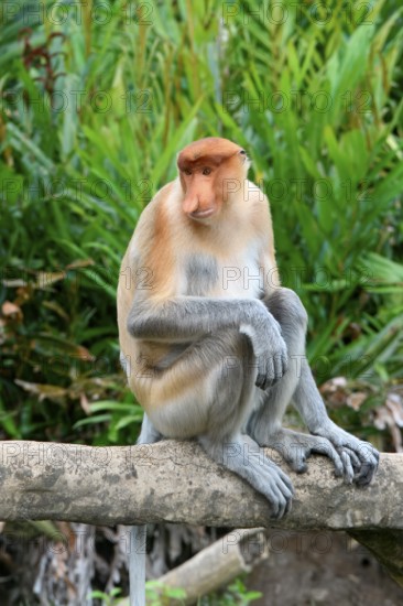Endemic Proboscis monkey or Long-nosed monkey (Nasalis larvatus), sitting on a branch in the forest, Borneo, Malaisia