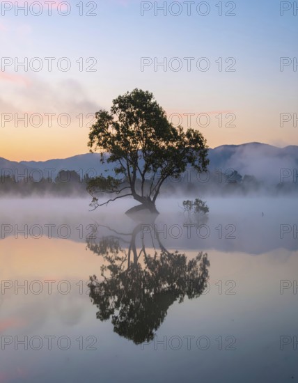Lone single tree reflected in the still waters of a foggy lake at sunrise, AI generated