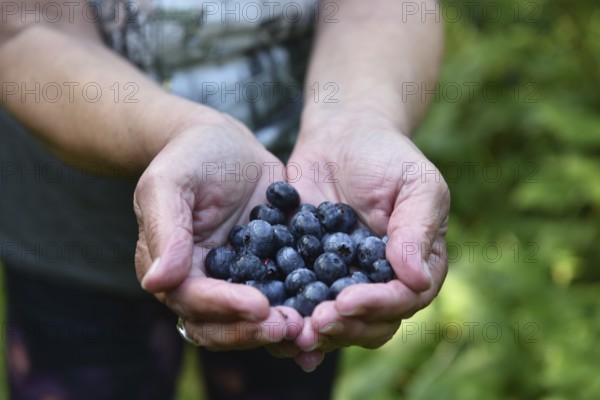 Collect and pick blueberries, bilberries (Vaccinium myrtillus)