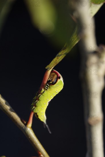 Fork-tailed Caterpillar, August, Saxony, Germany