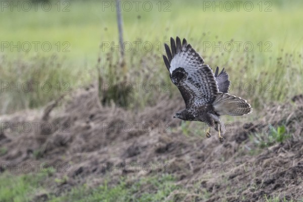Common buzzard (Buteo buteo), flying, Emsland, Lower Saxony, Germany