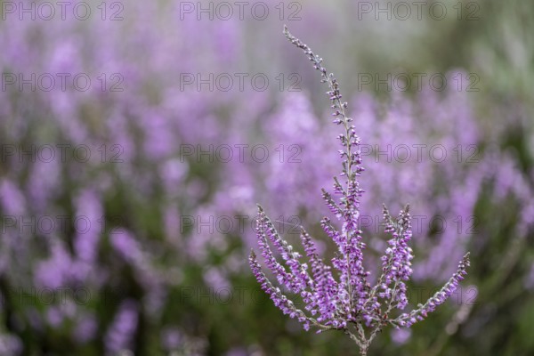 Heather (Calluna vulgaris), Emsland, Lower Saxony, Germany