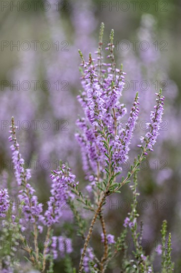 Heather (Calluna vulgaris), Emsland, Lower Saxony, Germany