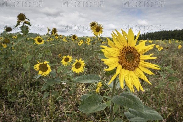 Sunflowers (Helianthus annuus), Emsland, Lower Saxony, Germany