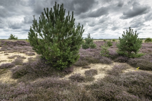 Heathland (Calluna vulgaris), Emsland, Lower Saxony, Germany