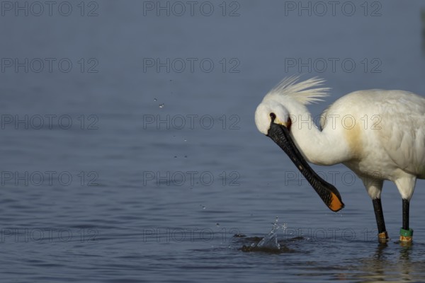Eurasian spoonbill (Platalea leucorodia) adult bird in a shallow lagoon, England, United Kingdom