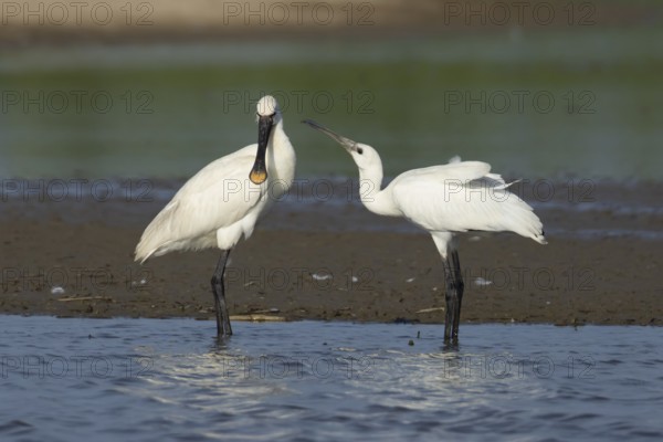 Eurasian spoonbill (Platalea leucorodia) two birds adult bird and juvenile bird begging for food in a shallow lagoon, England, United Kingdom