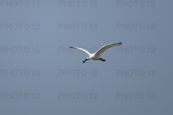 Eurasian spoonbill (Platalea leucorodia) adult bird flying in a blue sky, England, United Kingdom
