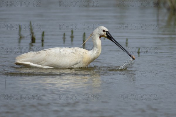 Eurasian spoonbill (Platalea leucorodia) adult bird feeding in a shallow lagoon, England, United Kingdom