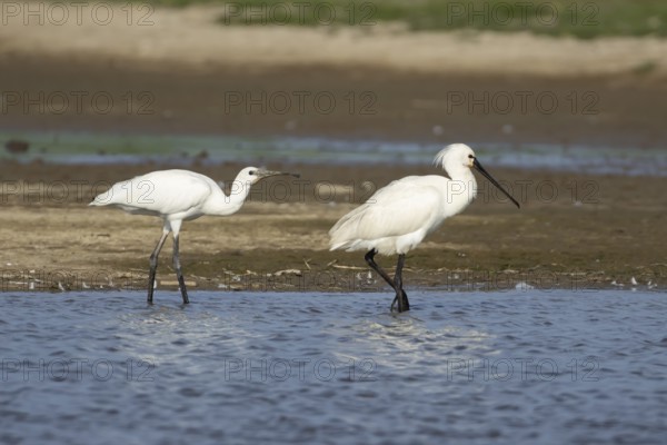 Eurasian spoonbill (Platalea leucorodia) two birds adult bird and juvenile bird in a shallow lagoon, England, United Kingdom
