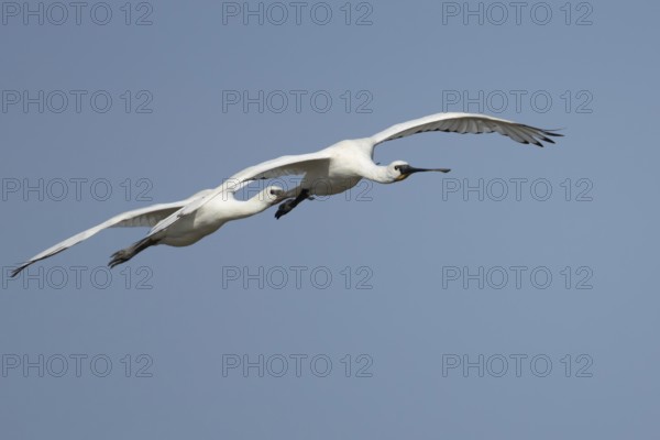 Eurasian spoonbill (Platalea leucorodia) two adult birds flying in a blue sky, England, United Kingdom