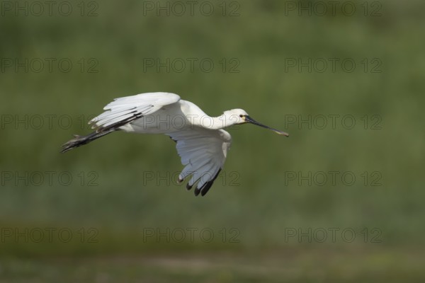 Eurasian spoonbill (Platalea leucorodia) adult bird flying, England, United Kingdom