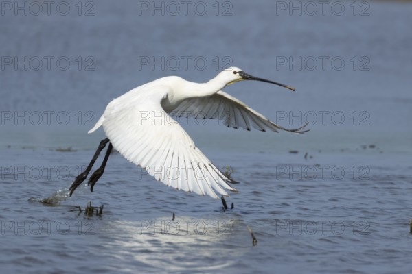 Eurasian spoonbill (Platalea leucorodia) adult bird taking off in flight from a shallow lagoon, England, United Kingdom