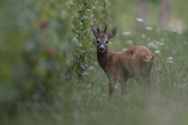 Roebuck in the rut, Biburg leaf time, Eifel Rhineland-Palatinate, Germany