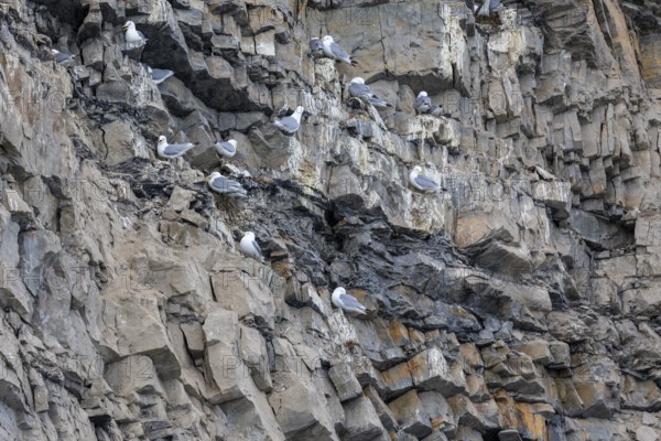 Group of kittiwakes (Rissa tridactyla) in a field wall, nesting sites, Mushamna, Spitsbergen, Svalbard
