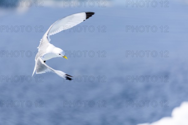 Black-legged kittiwake (Rissa tridactyla) flying over water, Faksevagen, Spitsbergen, Svalbard