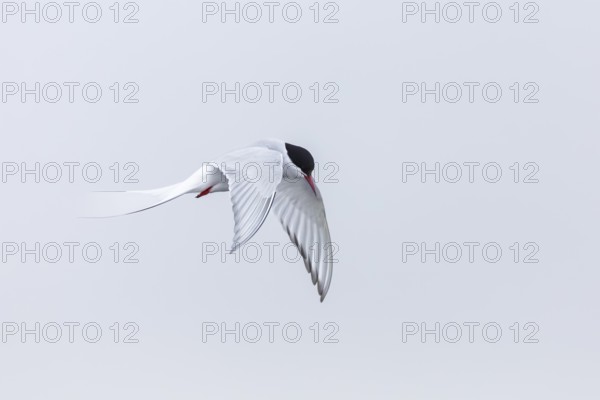 Arctic Arctic Tern (Sterna paradisaea) in a shaking flight to catch fish, Terns (Sterninae), Muchinsonfjord, Spitsbergen, Svalbard