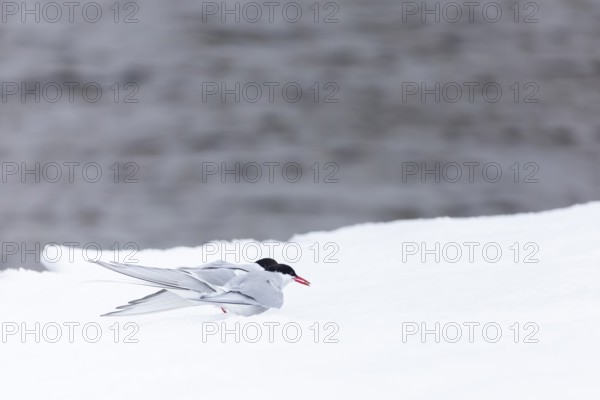 Arctic Arctic Tern (Sterna paradisaea), pair feeding, bridal gift, snow, Terns (Sterninae), Muchinsonfjord, Spitsbergen, Svalbard