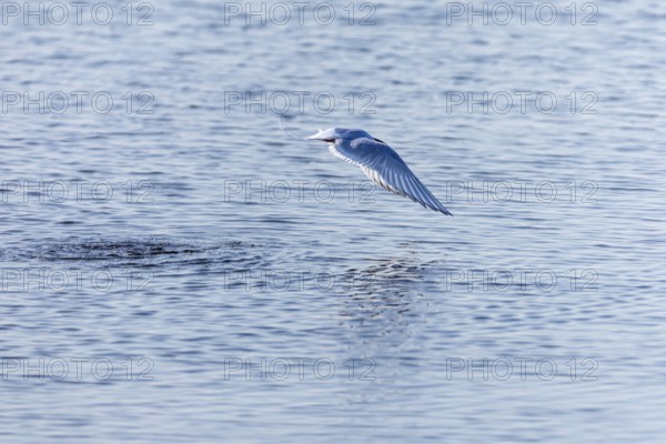 Arctic Arctic Tern (Sterna paradisaea) in flight, Terns (Sterninae), Longyearbyen, Spitsbergen, Svalbard