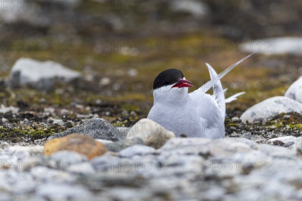 Arctic Arctic Tern (Sterna paradisaea) breeds in the gravel bed, Terns (Sterninae), Gravnesodden, Spitsbergen, Svalbard