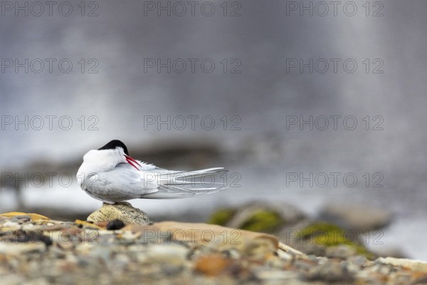 Arctic Arctic Tern (Sterna paradisaea) preening its plumage, Terns (Sterninae), Longyearbyen, Svalbard, Spitsbergen