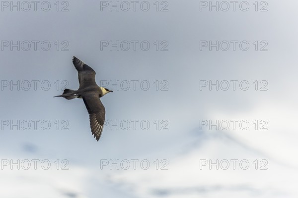 Long-tailed Skua (Stercorarius longicaudus) in flight, Aventdalen, Longyearbyen, Spitsbergen, Svalbard