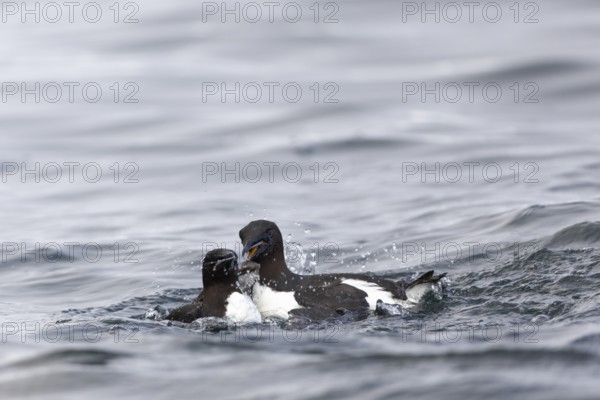 Thick-billed guillemot (Uria lomvia) fighting in the water, alcids (Alcidae), Alkefjellet, Spitsbergen, Svalbard
