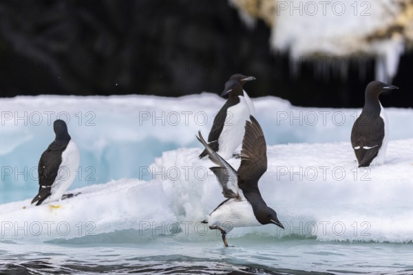 Thick-billed guillemot (Uria lomvia) on an ice floe, alcids (Alcidae), Alkefjellet, Spitsbergen, Svalbard