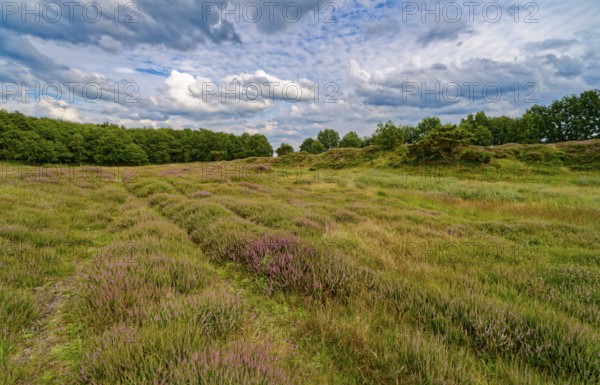 Ripple-crowned dune area in the Schleswig-Holstein municipality of Jörl. The nature reserve Düne am Rimmelsberg is an FFH area, overgrown with heather and juniper. Rimmelsberg, Jörl, Schleswig-Holstein, Germany