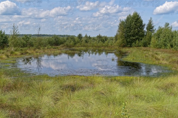 Water surface and marsh grass in Himmelmoor. Himmelmoor, the largest raised bog in Schleswig-Holstein, has been largely renaturalised and rewetted and is part of the European Natura 2000 protected area. Quickborn, Pinneberg district, Schleswig-Holstein, Germany