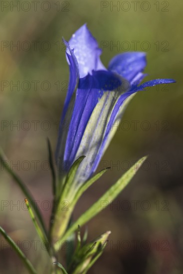 Lung gentian (Gentiana pneumonanthe), Emsland, Lower Saxony, Germany