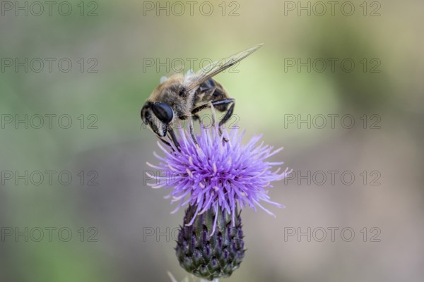Golden hoverfly (Ferdinandea cuprea), Emsland, Lower Saxony, Germany