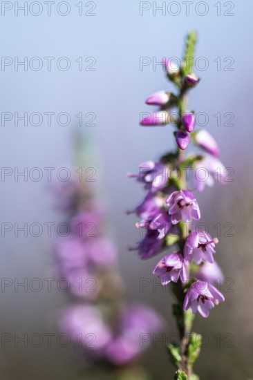 Heather (Calluna vulgaris), Emsland, Lower Saxony, Germany