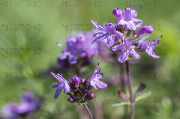 Sand thyme (Thymus serpyllum), Emsland, Lower Saxony, Germany