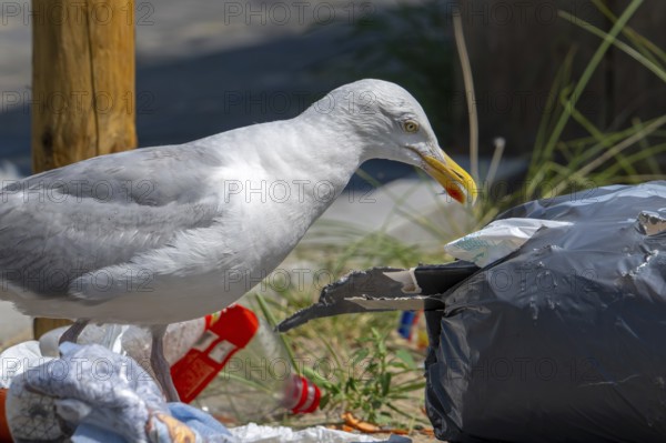 Bird nuisance by herring gull tearing up rubbish bag and feeding on trash, household refuse and garbage leaving a mess on street in coastal town