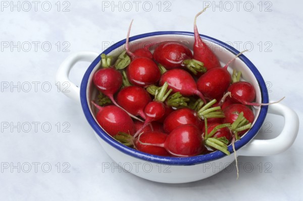 Radish in skin, in water, Raphanus sativus