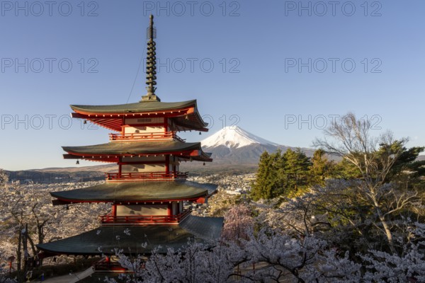 View of Mount Fuji, with the Chureito Pagoda and blossoming cherry trees in the foreground, Fujiyoshida, Yamanashi Prefecture, Japan