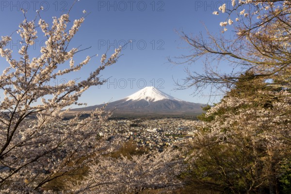 View of Mount Fuji, with blossoming cherry trees in the foreground, Fujiyoshida, Yamanashi Prefecture, Japan