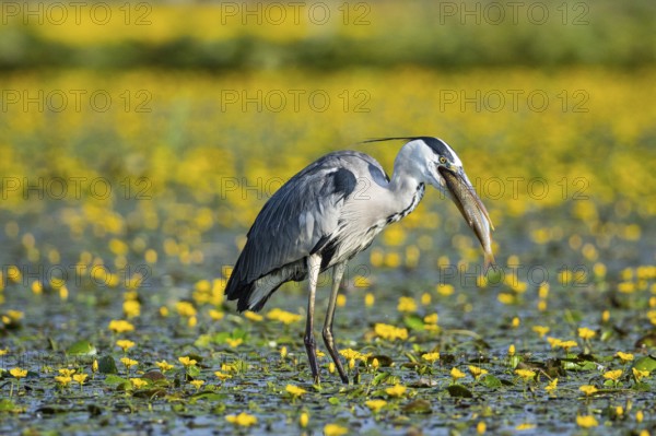 Grey heron (Ardea cinerea) amidst flowering sea pots (Nymphoides peltata) Hungary
