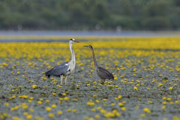 Grey heron (Ardea cinerea) and purple heron (Ardea purpurea) amidst flowering sea pots (Nymphoides peltata) Hungary